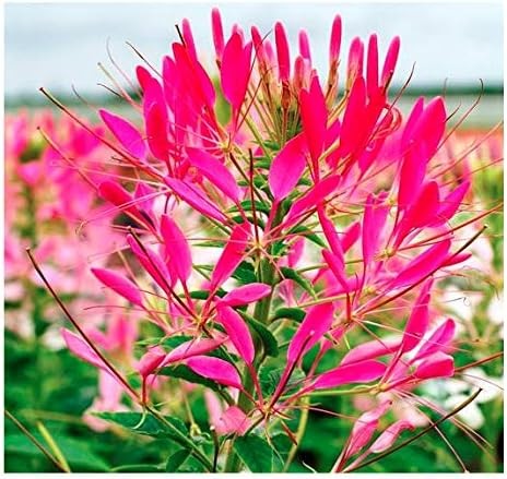Mixed Cleome – Spider Plants – Nectar Flower for Monarch Butterflies – multi
