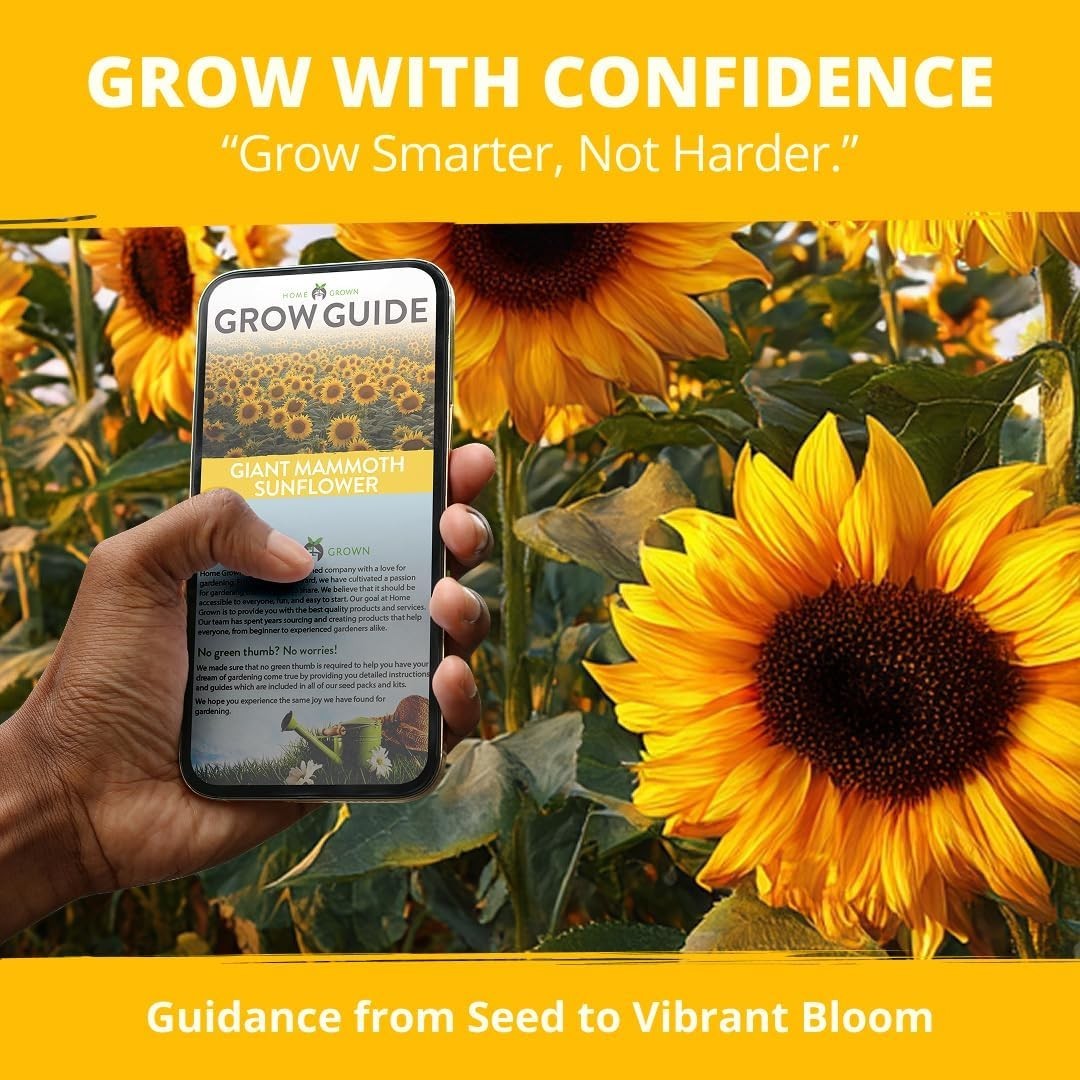 HOME GROWN Sunflower Seeds to Plant | 520+ Giant Mammoth Sunflower Seeds