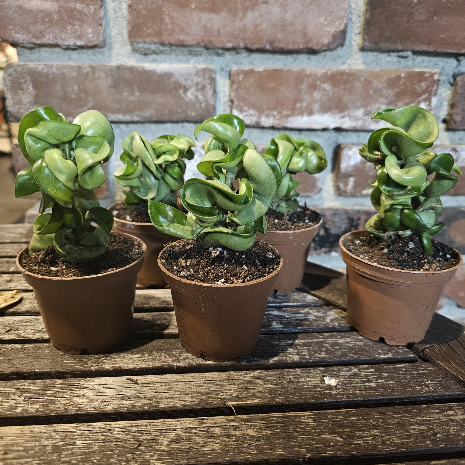 Hoya Hindu Rope live plant – Hoya Carnosa Compacta Green – Hindu Rope 3in pot