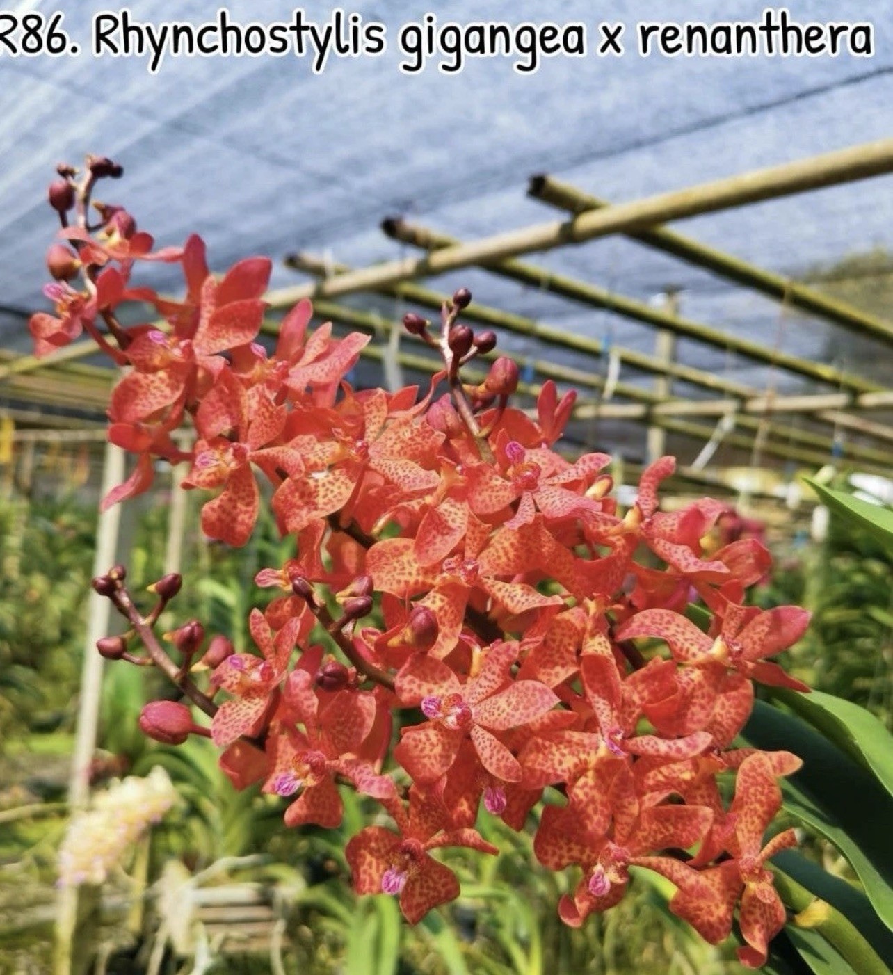 4 Different Vanda Seedling Package, Orchids See Description Hybrids