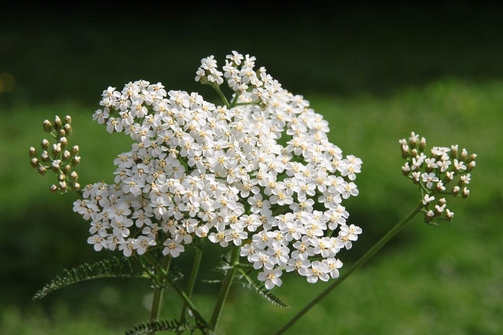 Yarrow Starter Plant – Achillea Millefolium Butterfly and Pollinator Magnet!