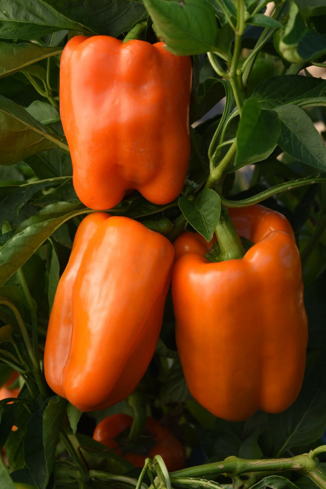 Bell Pepper Orange Sweet 15 Seeds Giant Vegetable Organic Heirloom Non GMO….