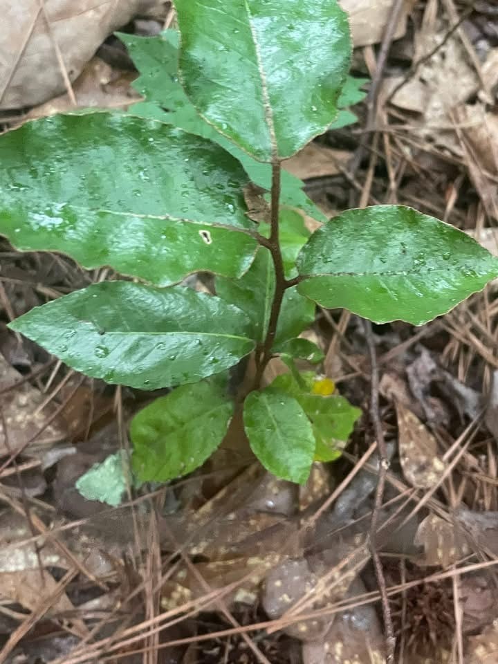 Elaeagnus Shrub aka Silverberry shrub 8-12 in barefoot plant