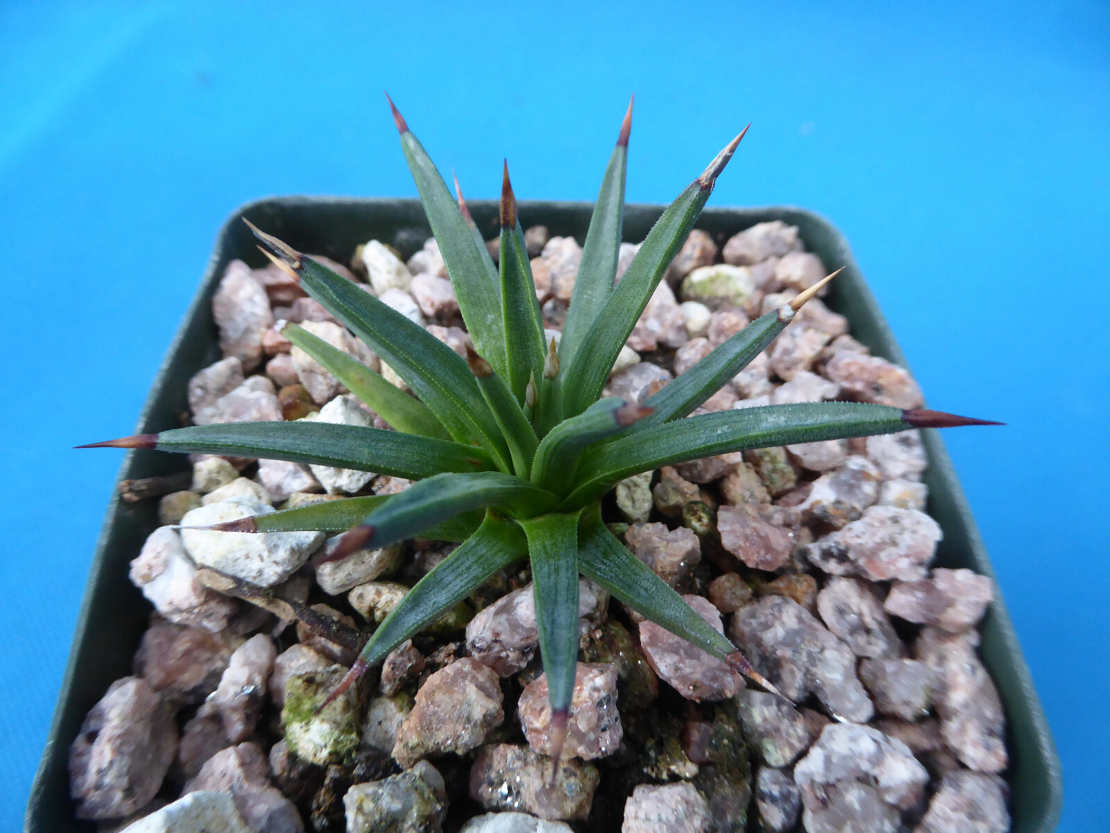 Agave albopilosa Seedling Plants VERY RARE Agave! 4+ Years Old! 2″-3″ Wide