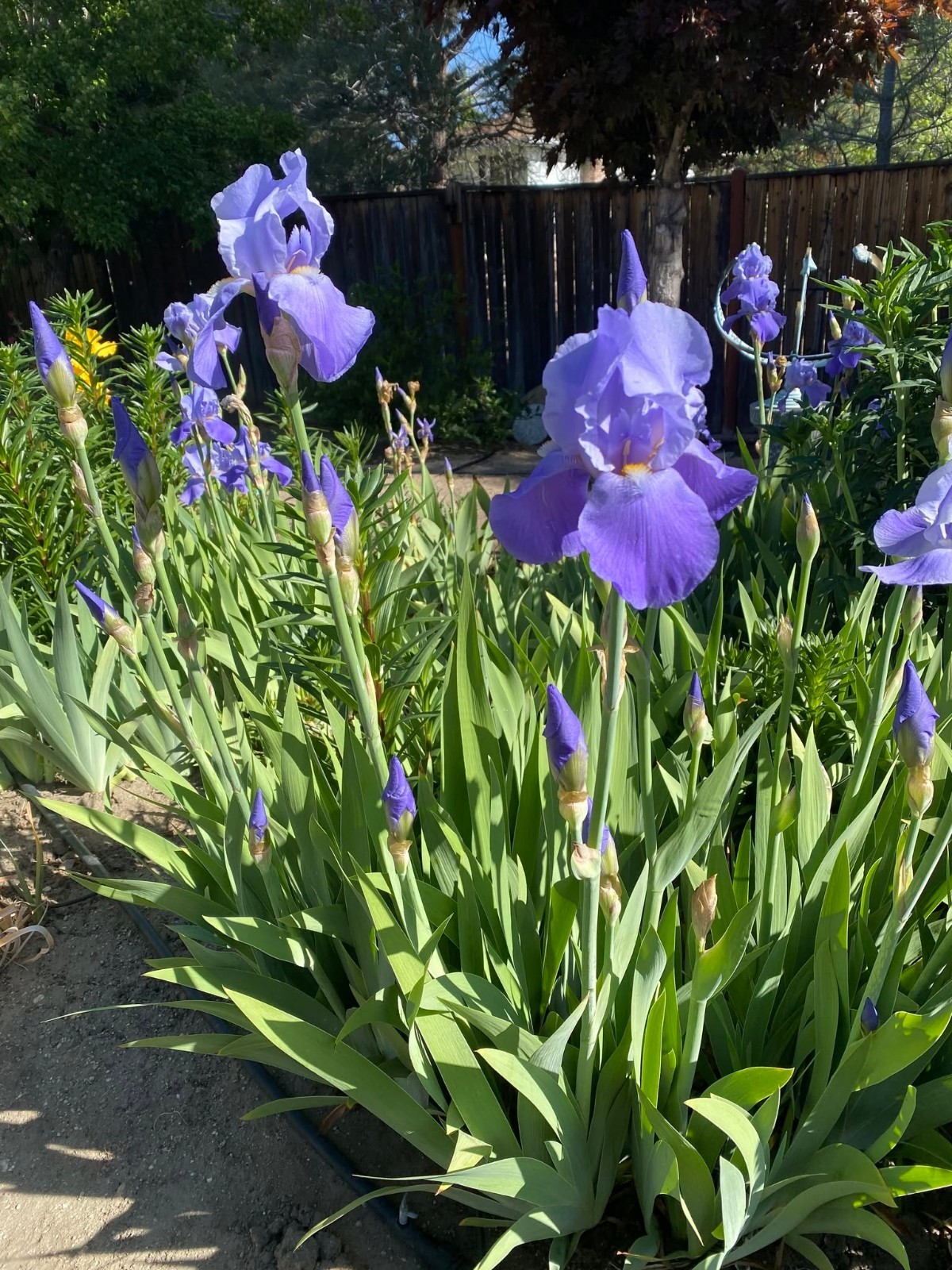 Lot~3 Miniature Tall Bearded Iris Rhizome/Bulbs~FRAGRANT Lavender/Blue~Violacea