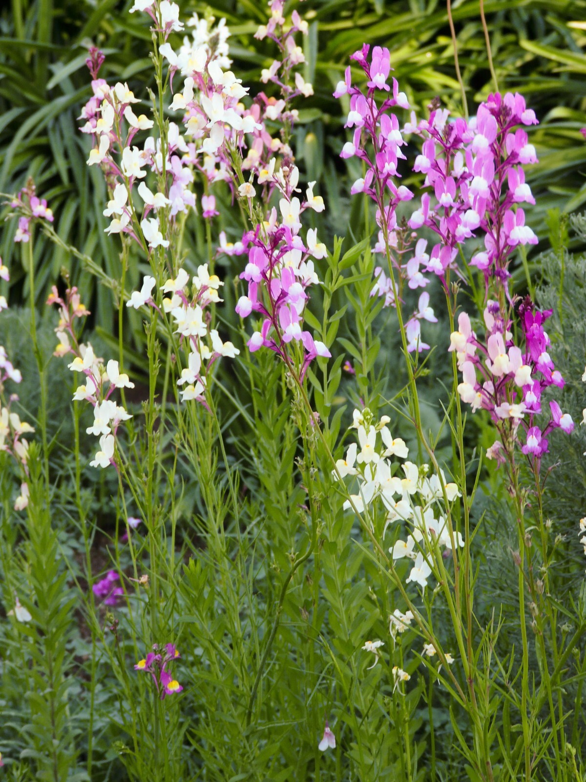 Linaria Maroccana – Color Mix seed