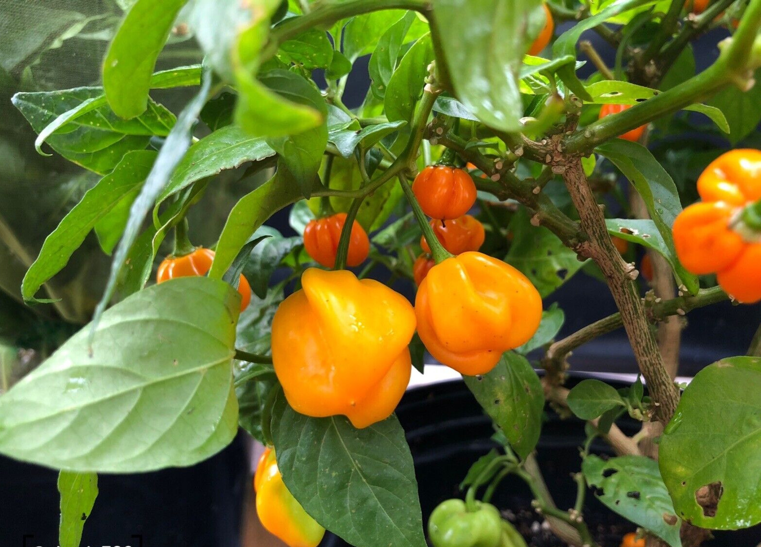 RARE✿ Heirloom Yellow Habanero Hot Pepper 15 Seeds ●Ribbed Pods ●Heavy Producers