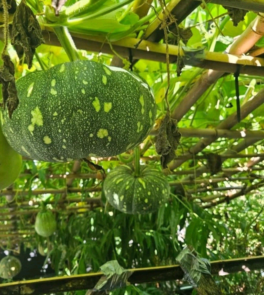6 type of Seeds. Butternut squash, okra, Malabar Spinach,Kabocha, seminole gourd