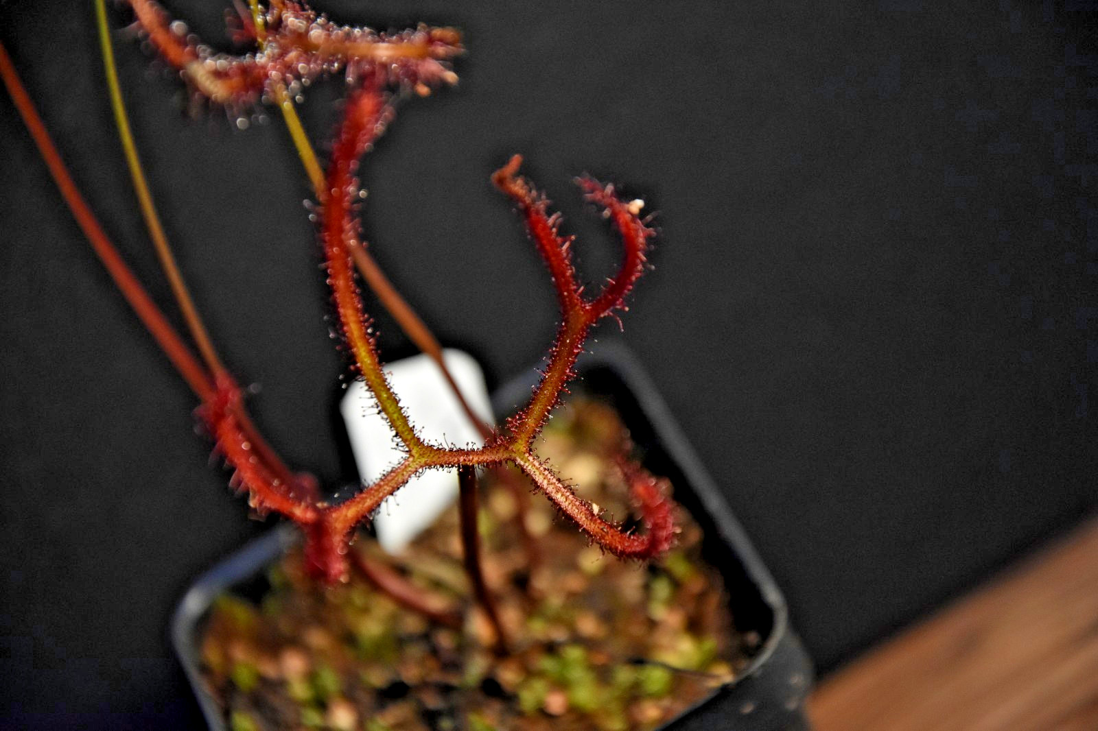 🔥 Adult Drosera binata ‘Marston Dragon’ Gorgeous Burgundy Staghorn Sundew!
