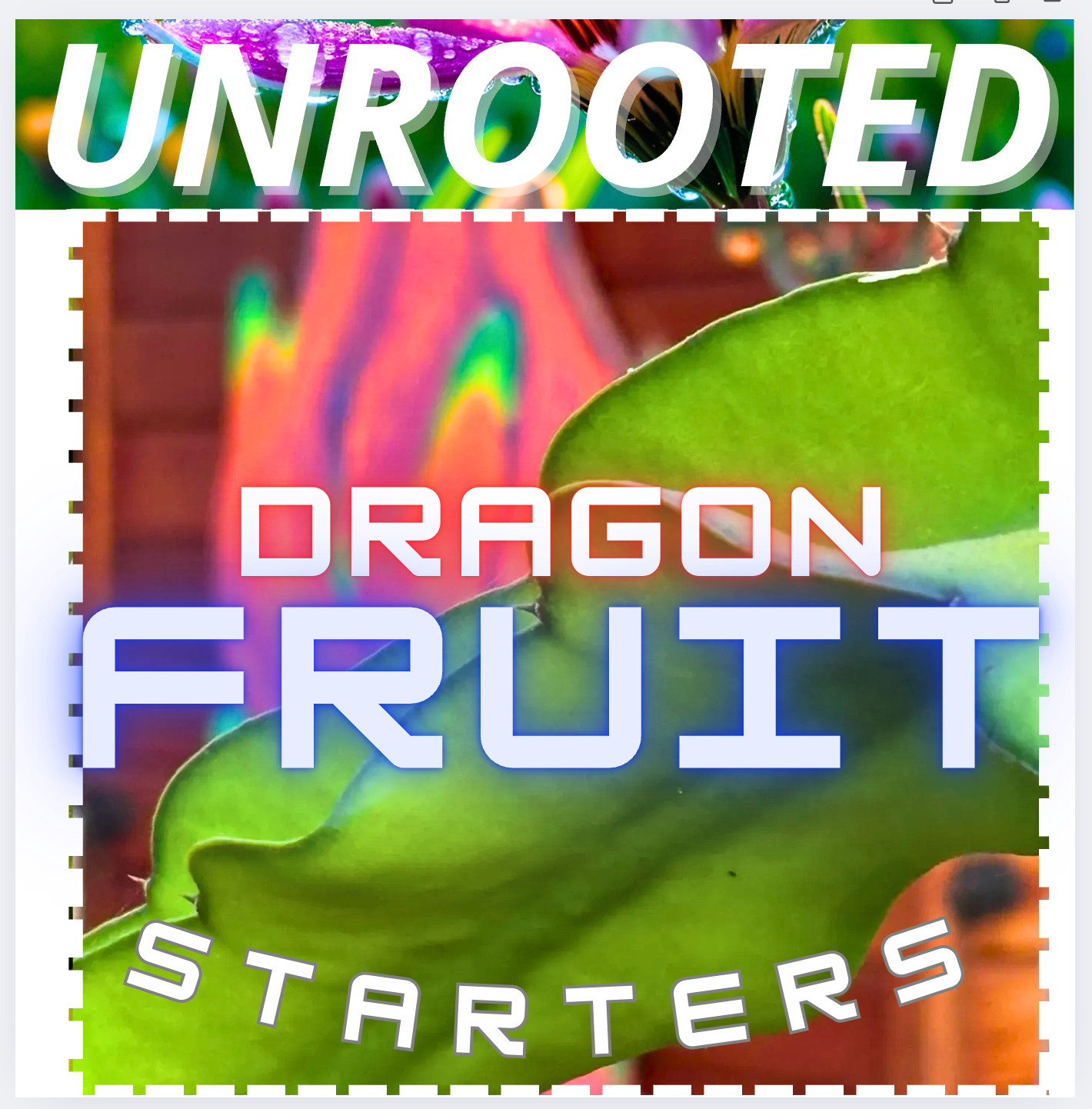 Celeste Dragon Fruit