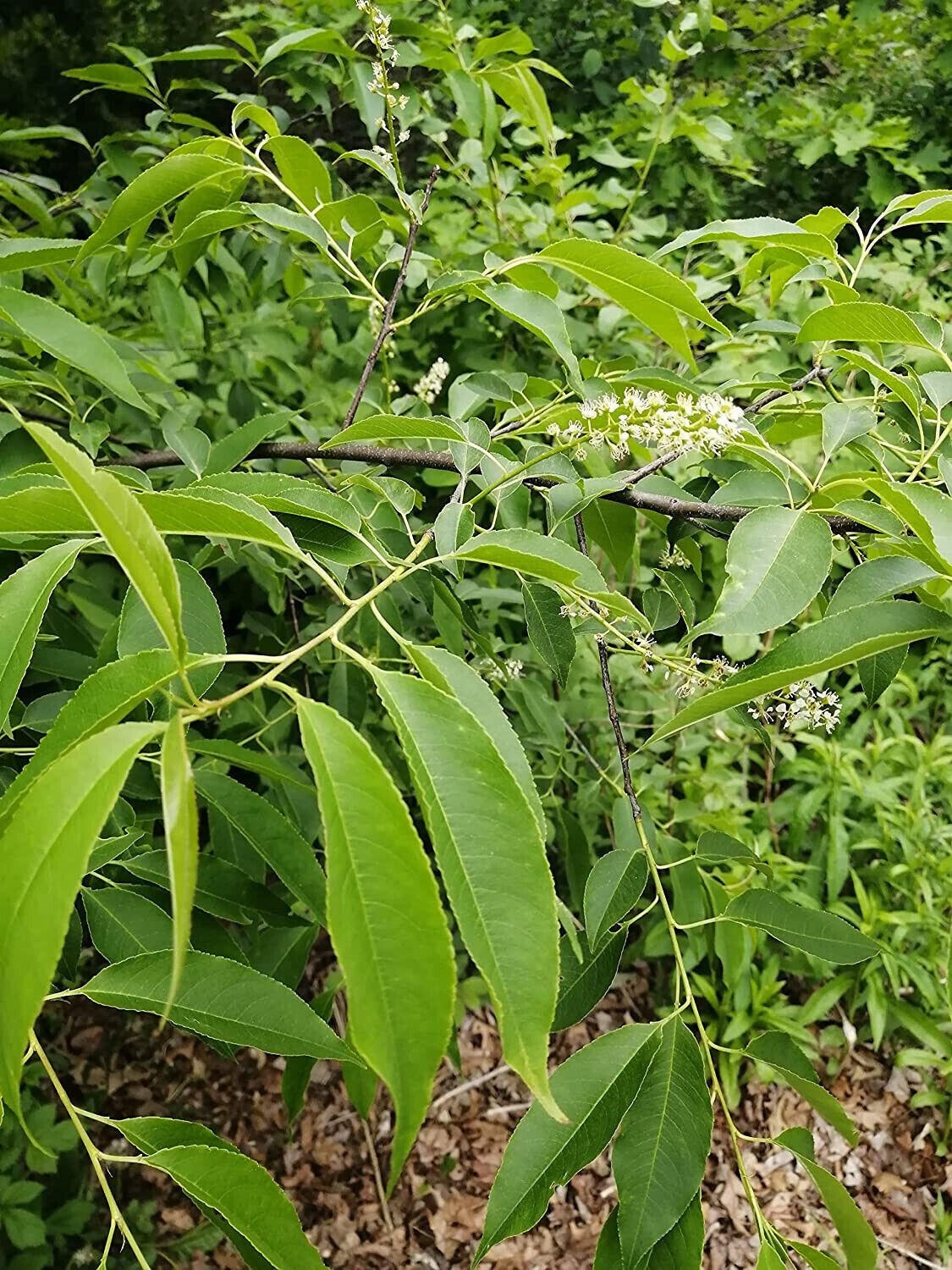 Black Cherry Tree 10 Seeds Prunus serotina Canada Native Wild Black Cherry Rum