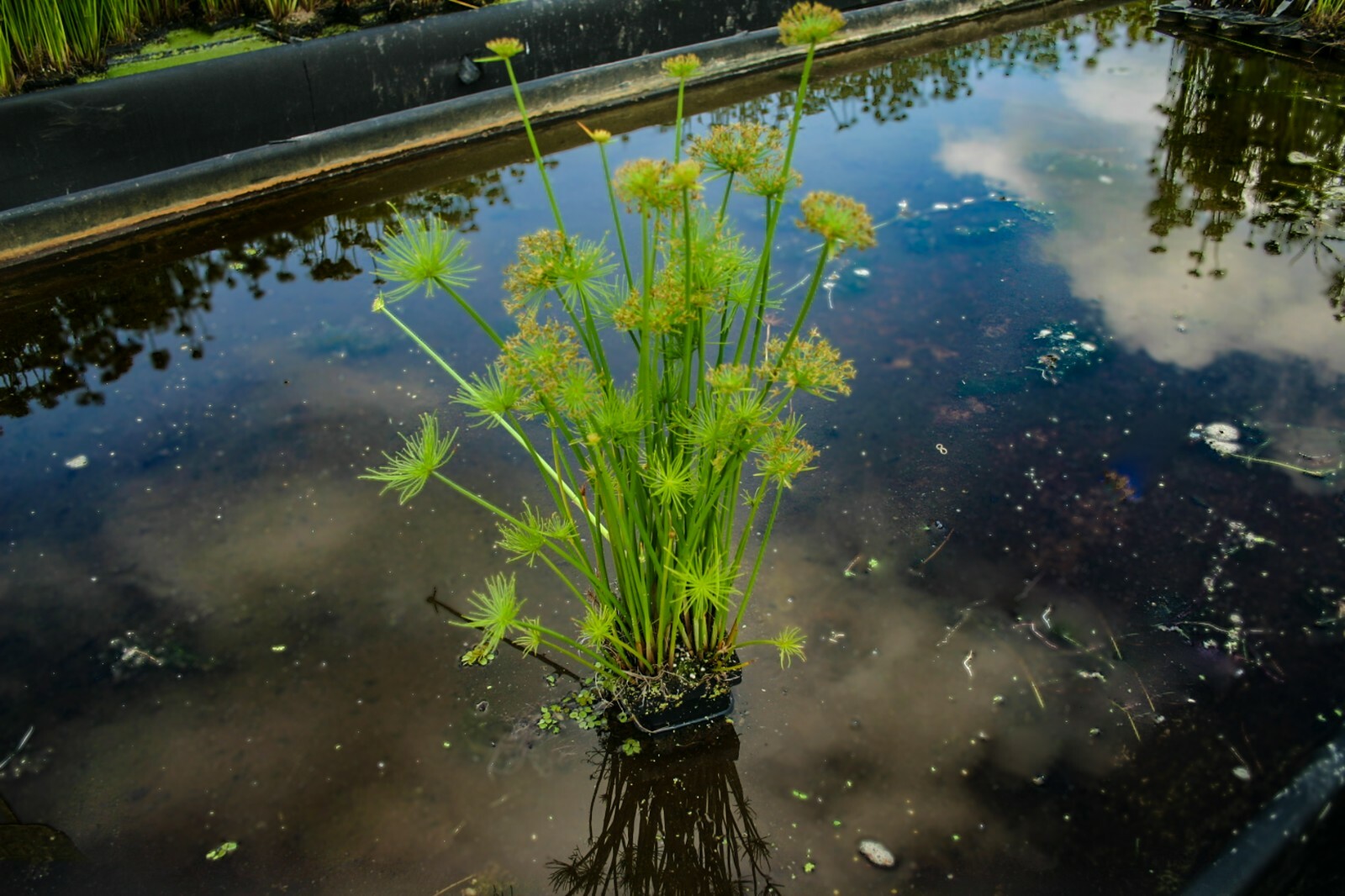 Live Dwarf Papyrus Cyperus Haspan Tropical Aquatic Marginal Pond/Bog Plant