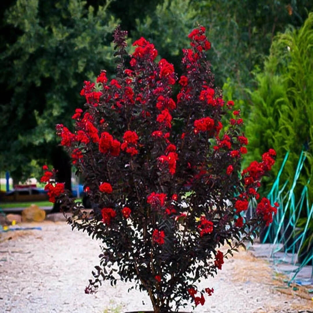 Ruby Thunderstruck Crape Myrtle Starter Lagerstroemia Rooted “STARTER” Plant