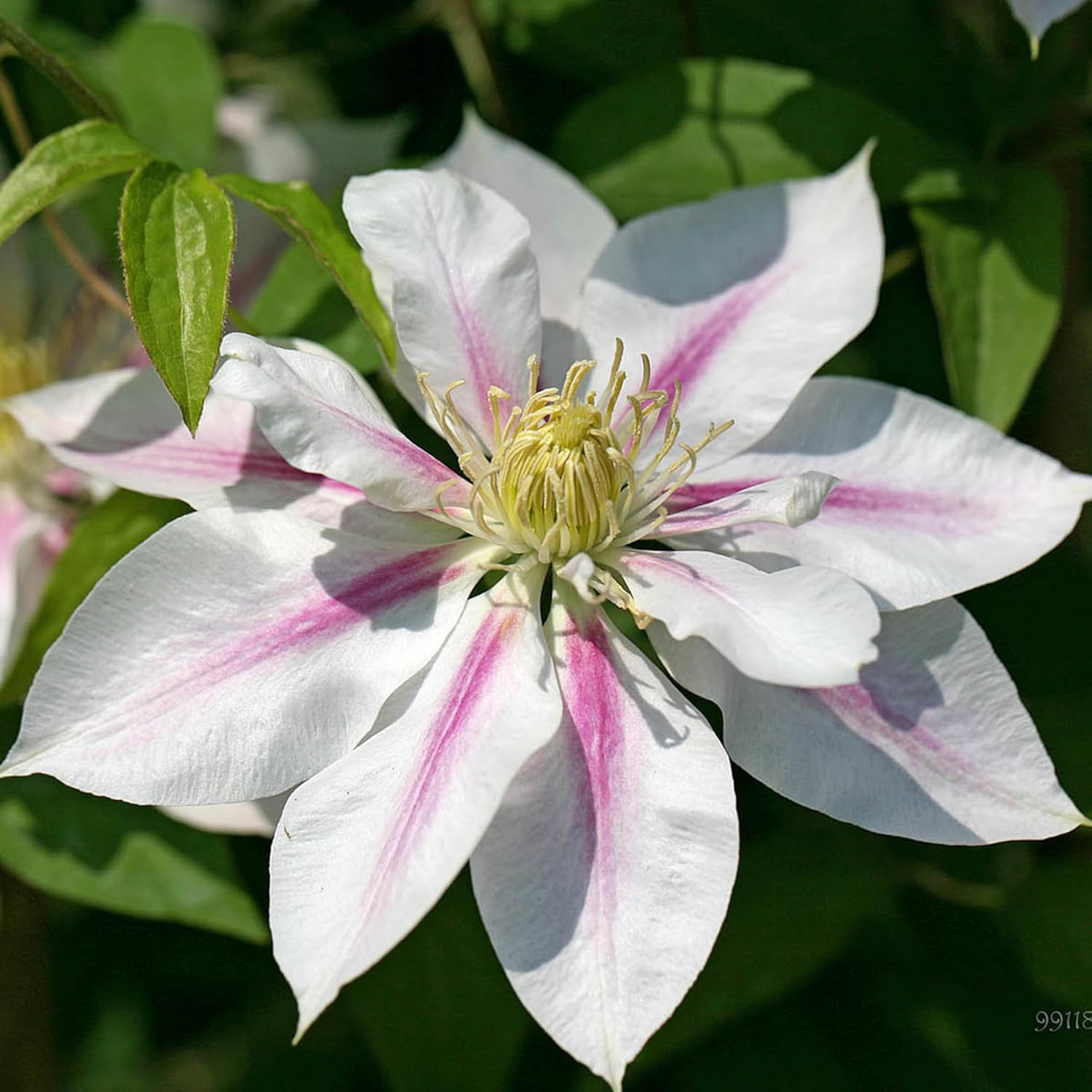 Mixed Clematis Seeds for Planting, 198Pcs Vine Perennial Climbing Clematis Flowe