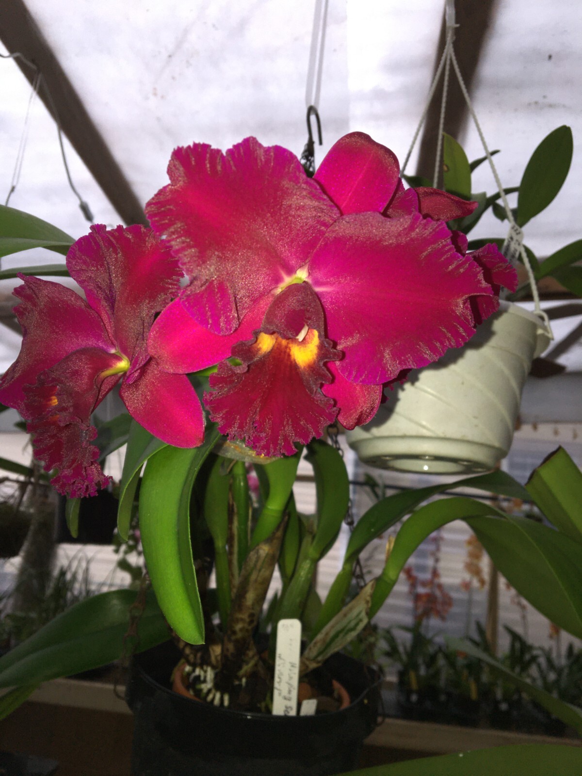 (407-1) Rlc.Hsinying Scarlet ‘Cherry’ BS