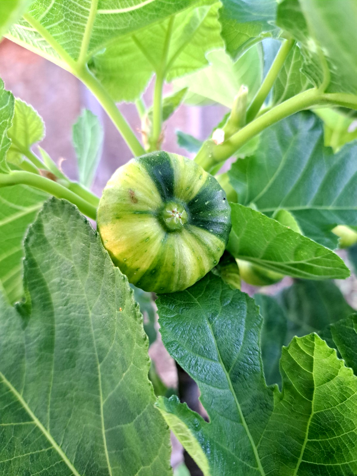 Fig ROSATO Variegated Fruit Live Plant Fruit Ficus Carica 18H