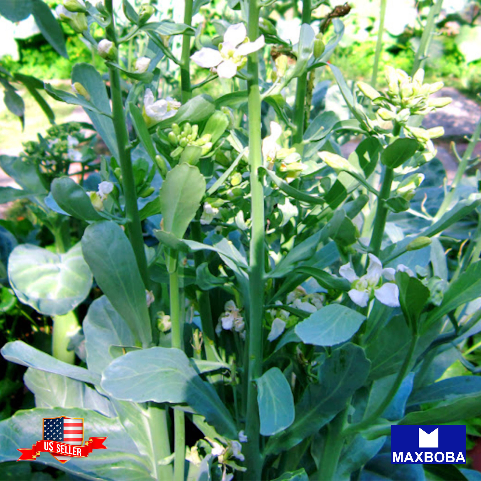 Broccoli Seeds Chinese Big Stem Non-GMO Heirloom