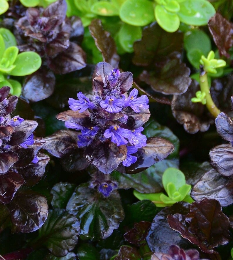 Ajuga Black Scallop 15 Plants in 3-1/2 inch Pots