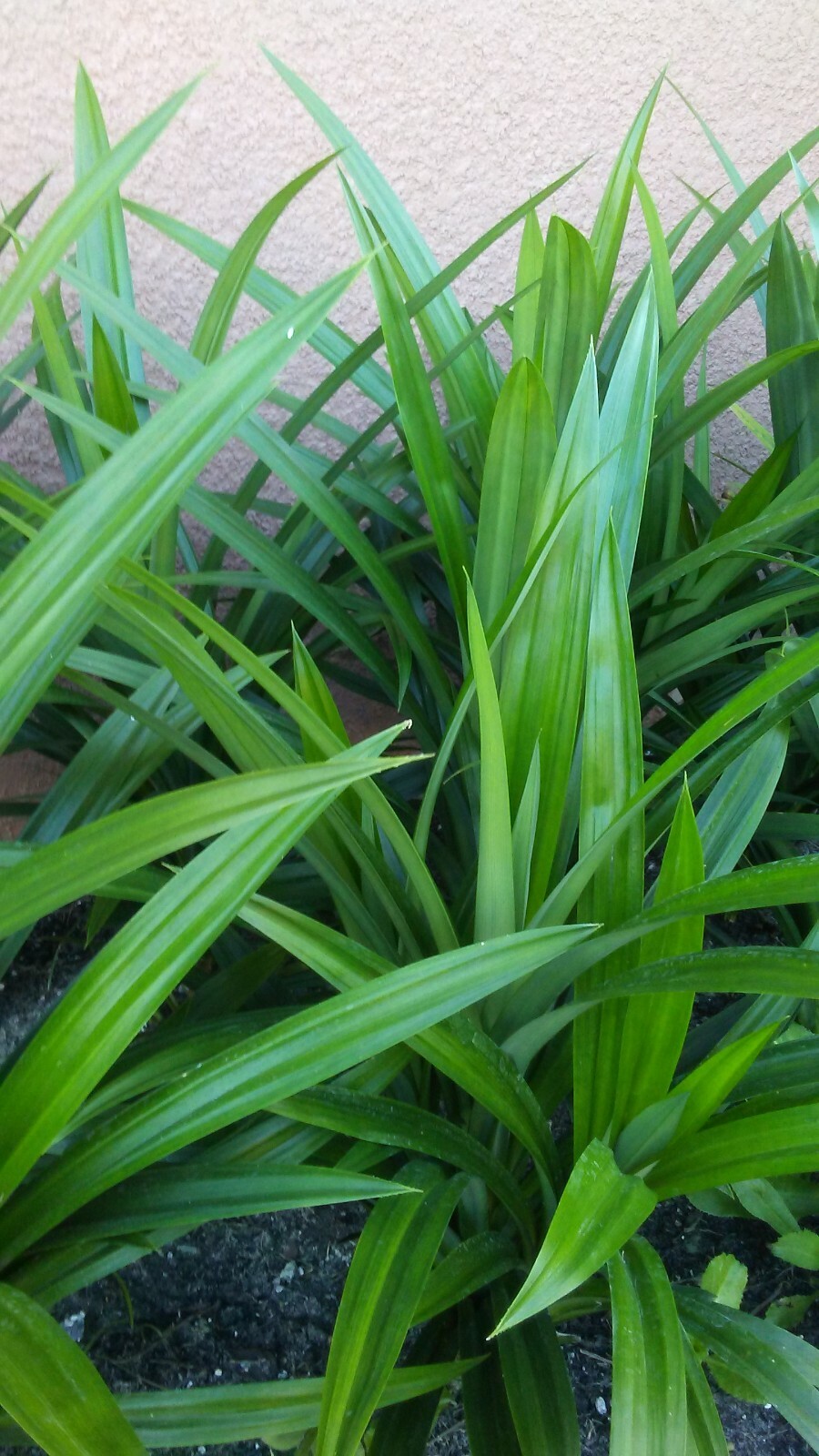 Live Pandan Extra Large Mature  Plant, over 18″ inches Tall.