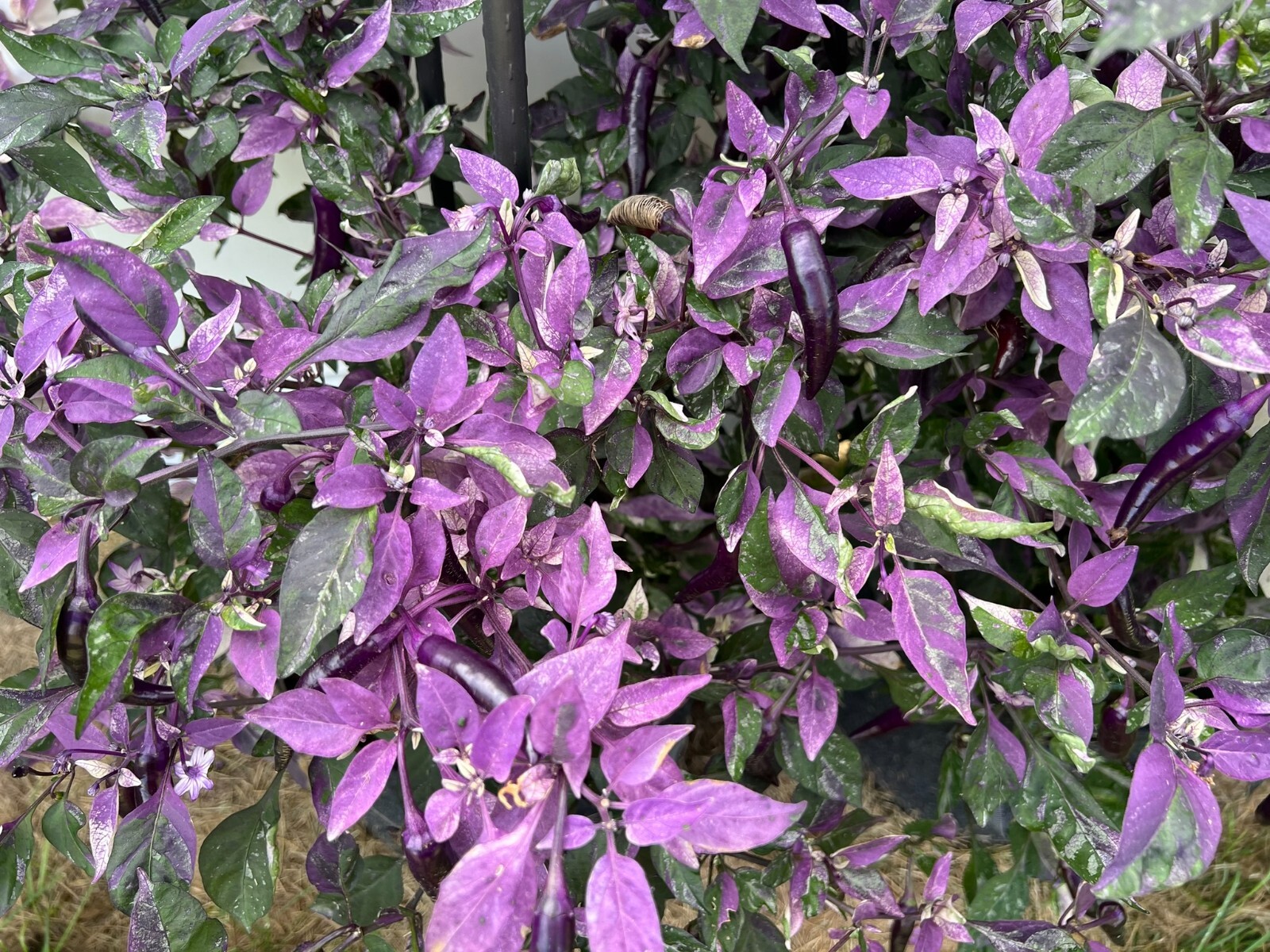Dreamcatcher x Jalapeno Farmers Market Potato- Variegated Unique Pepper Seeds