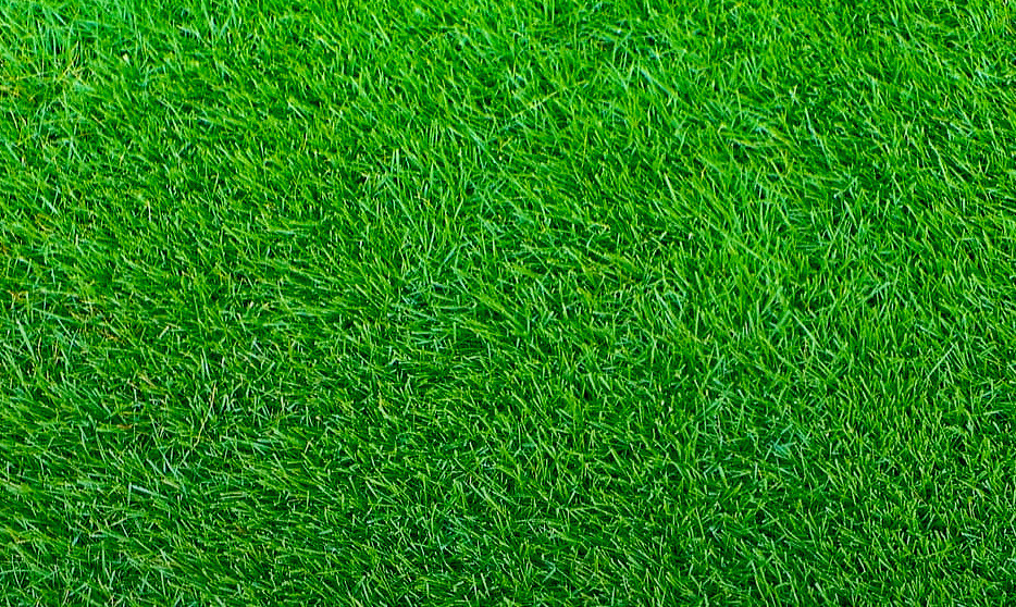 Empire Zoysia Grass Seeds/ Lawn grass 1/8 LB