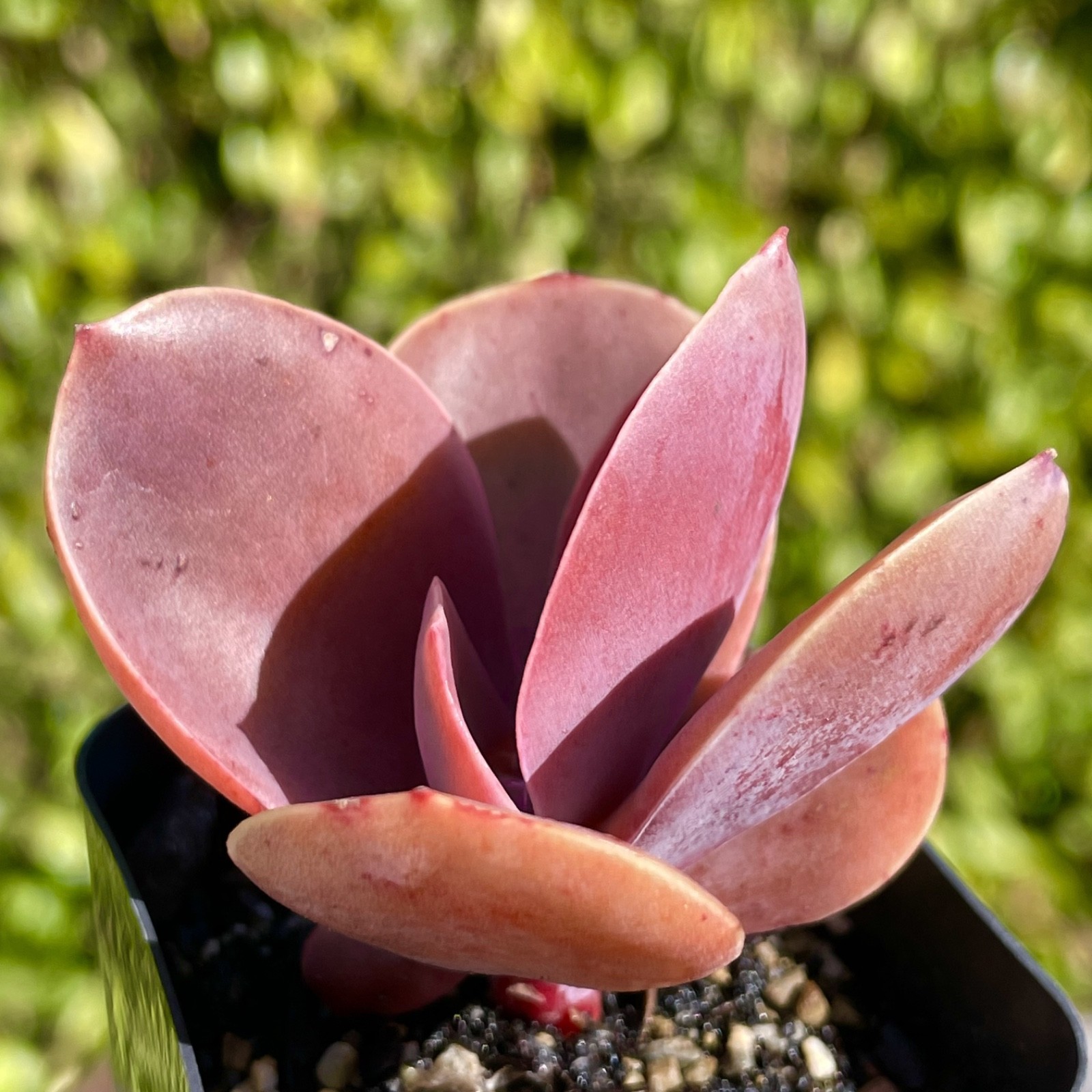 Rare Imported Burgundy Red Pink Paddle Succulent Rooted Live Plant 2.5-3″