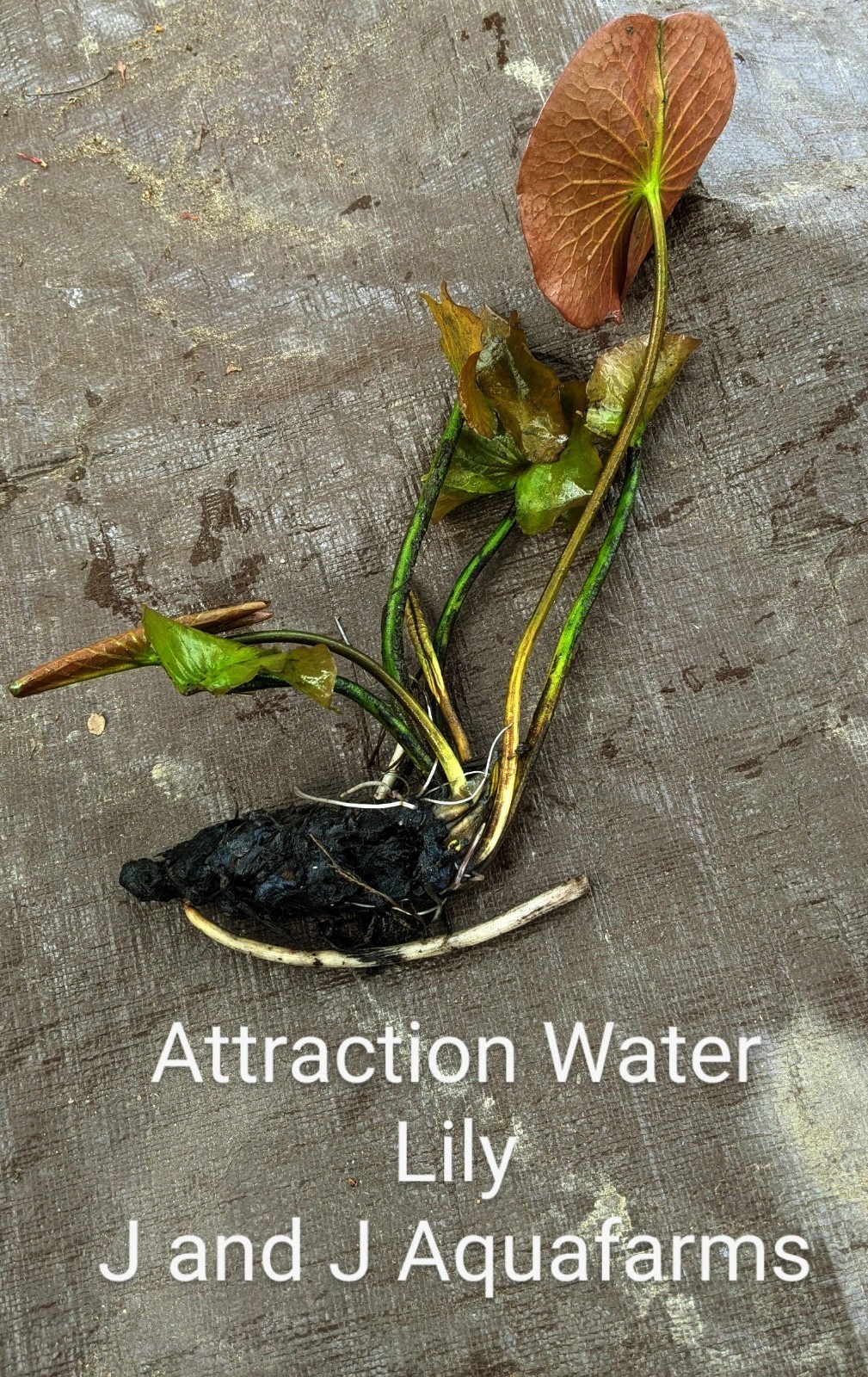 Red Attraction Hardy water lily natur filter plant koi pond garden J&J Aquafarms