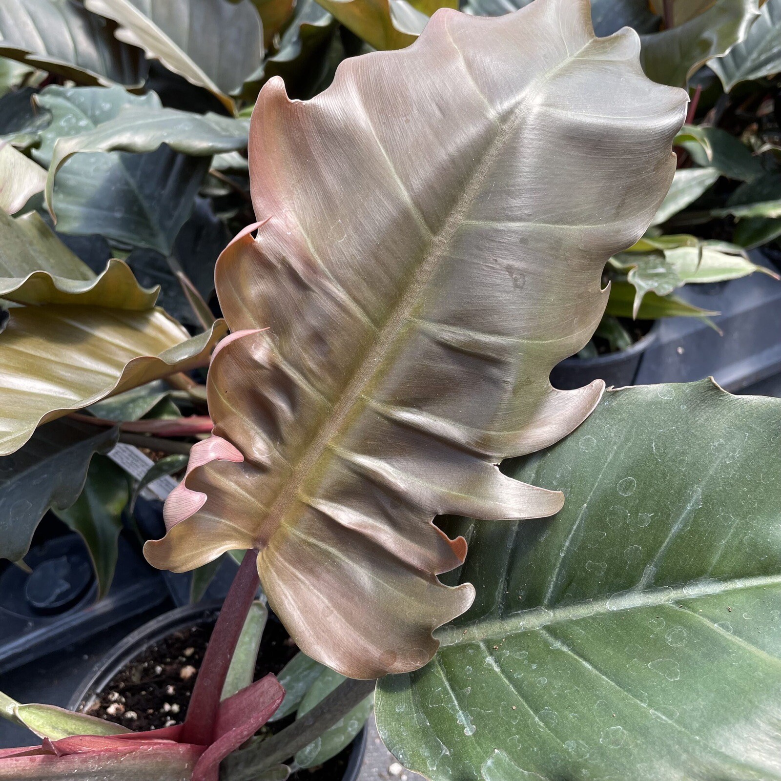 Philodendron Choco Empress In 4.5” Nursery Pot