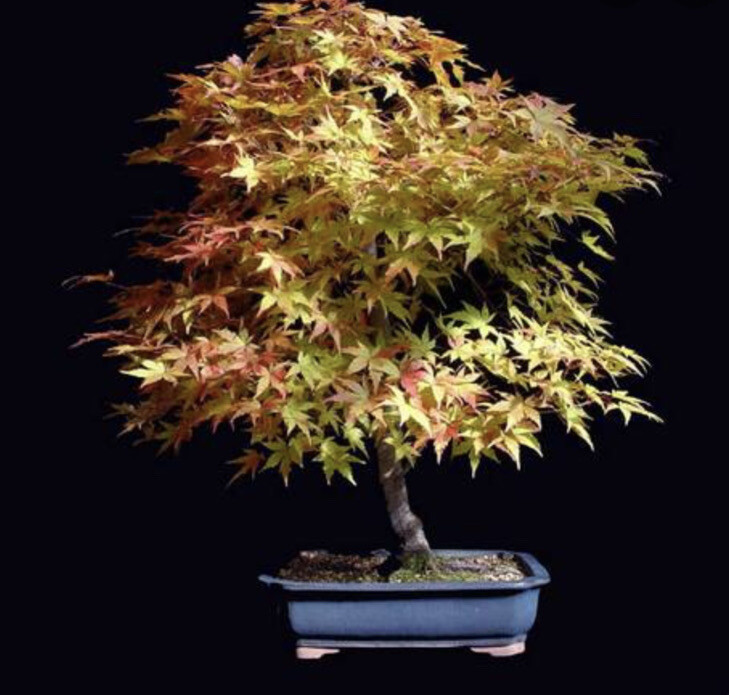 Two Japanese Maple Seedling 18 to 24 inches Ornamental Tree Sango kaku BARE ROOT