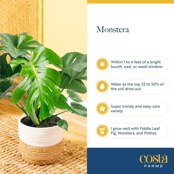 Costa Farms 12″ Monstera Deliciosa White Monster Live House Plant in 5″ Self-Wat