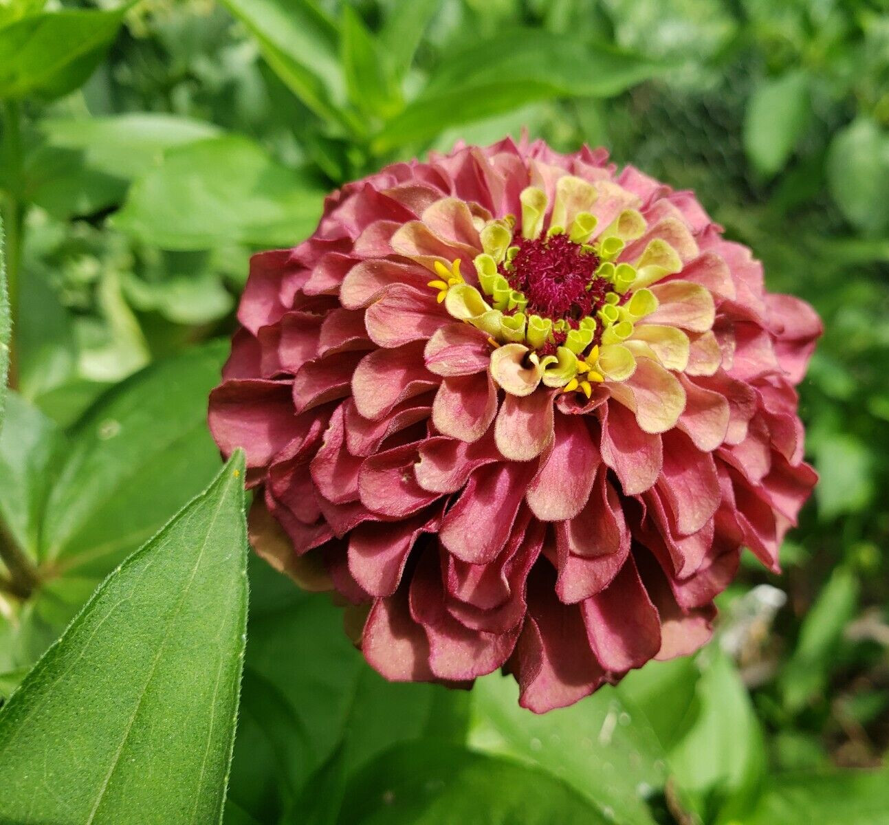 Red Queen Lime Zinnia (30 seeds)- vintage and classy look!