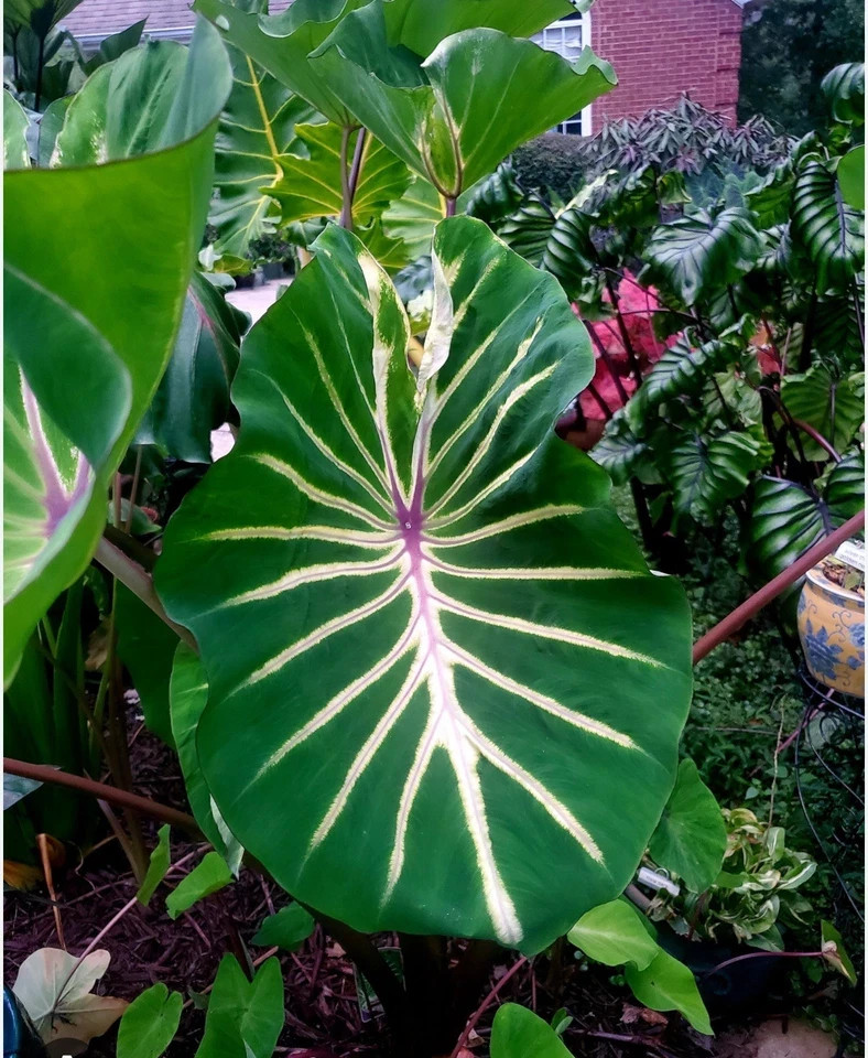 Pharaoh’s Dream- Colocasia esculenta- Elephant Ear – SMALL ROOTED STARTER Plant