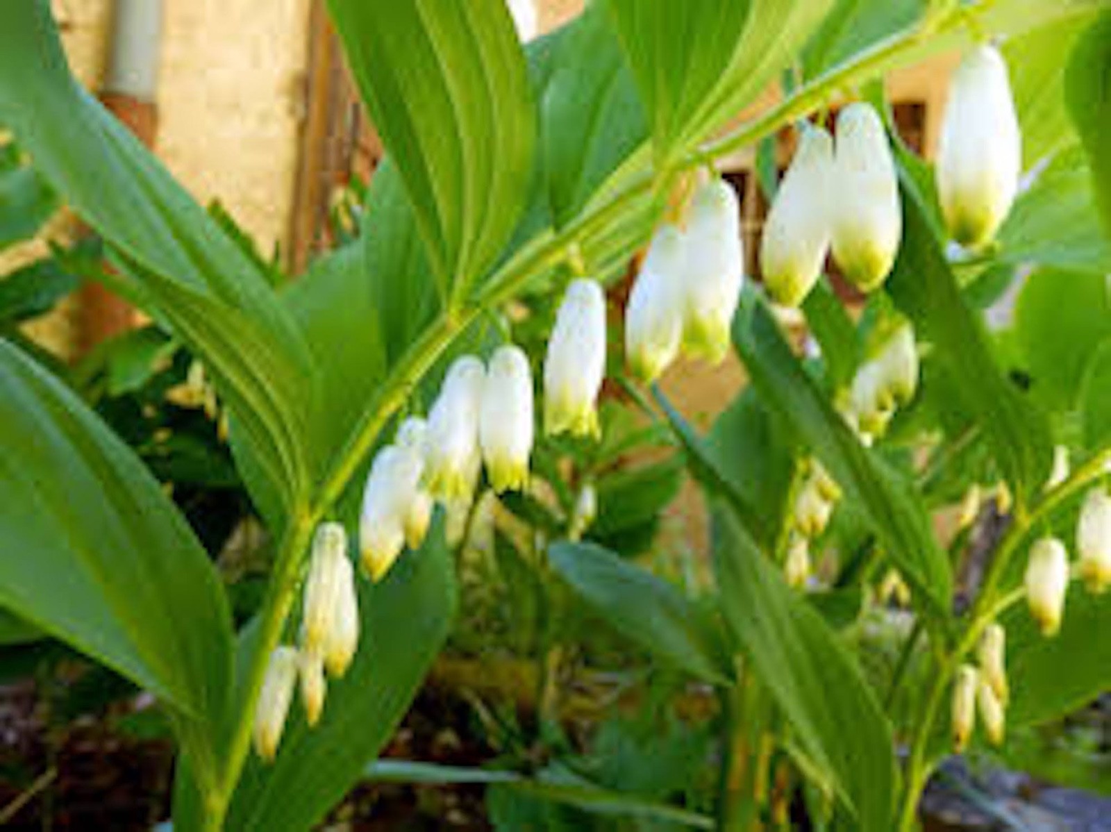 10 True Solomon Seal Polygonatum Biflorum Bare Root Perennial Wildflower