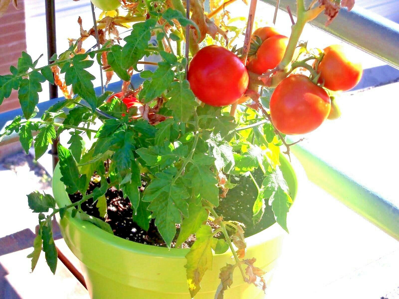 26+Patio BUSH TOMATO Seeds Organic Compact 36″ Plant Vegetable Garden Container