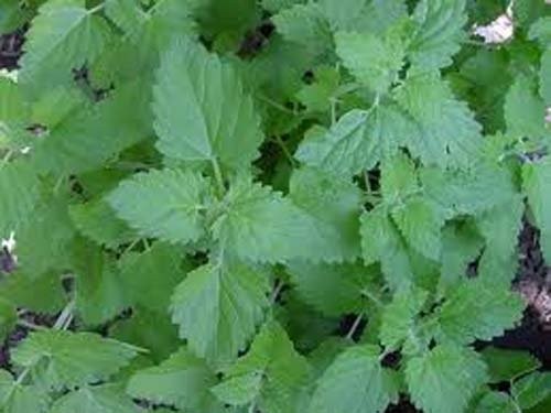 Bulk Catnip Seeds – 1 lb Great Garden Herb for Cats – Natural Feline Treat