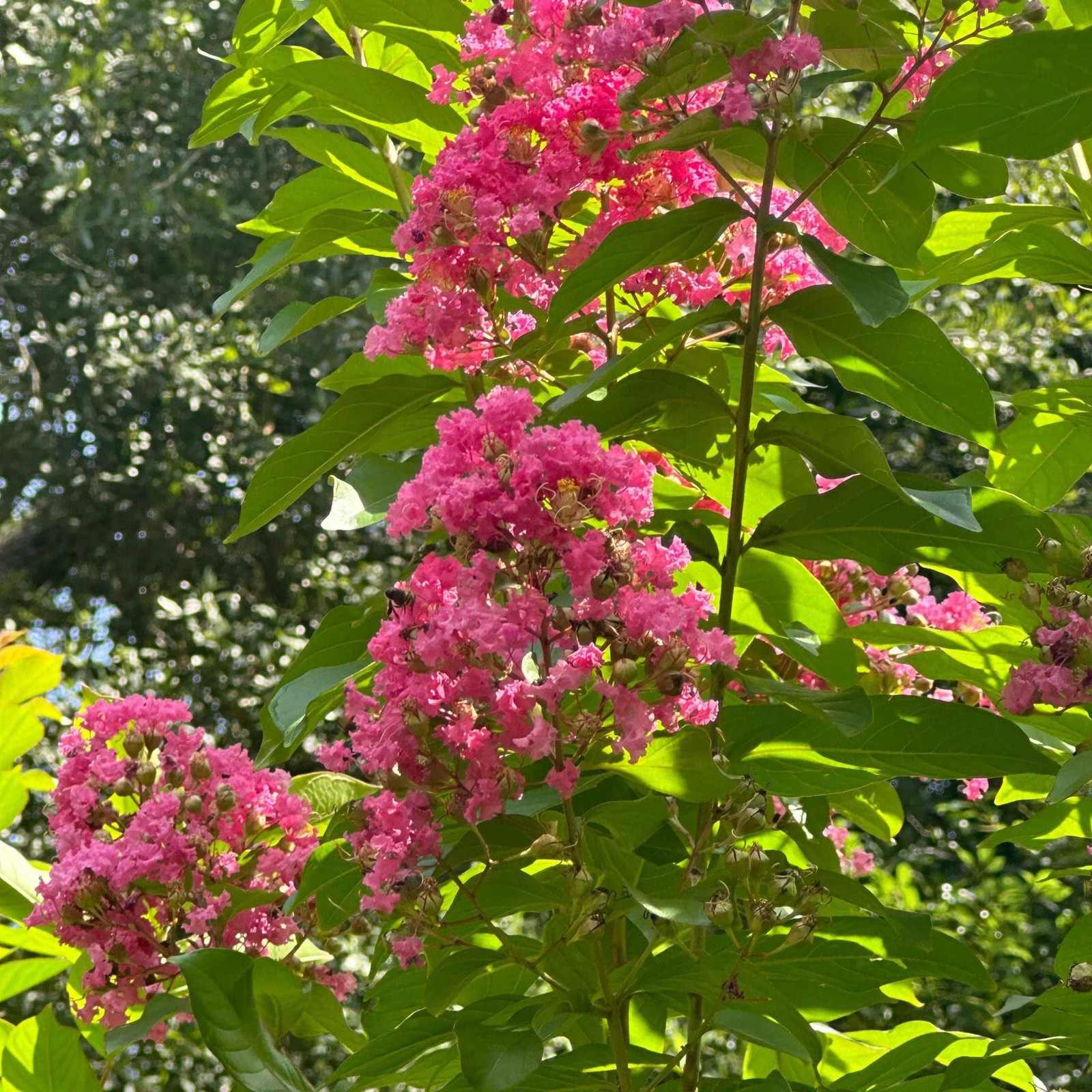 Cotton Candy Passion™ Crape Myrtle: Sweet and Vibrant Blooms