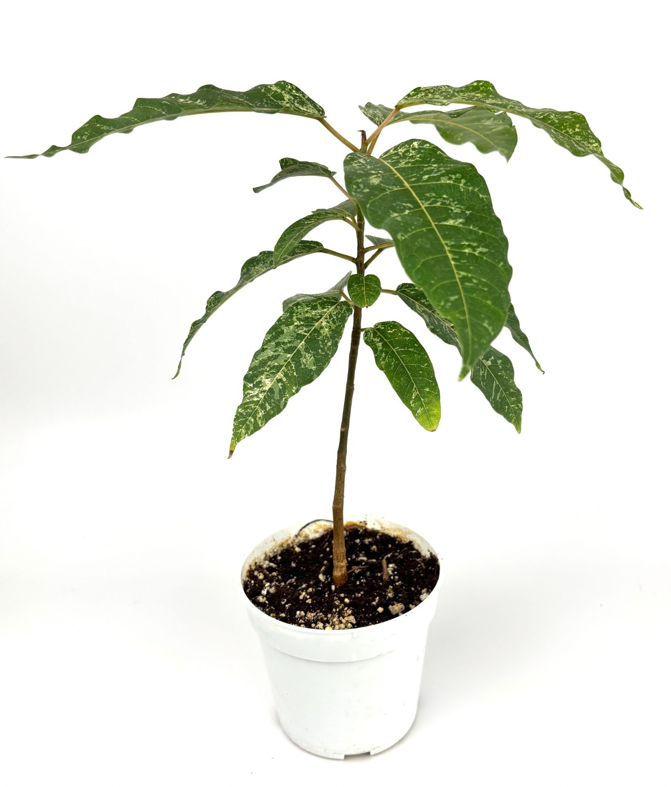 Ficus Clown Fig Live Potted House Plants Air Purifying