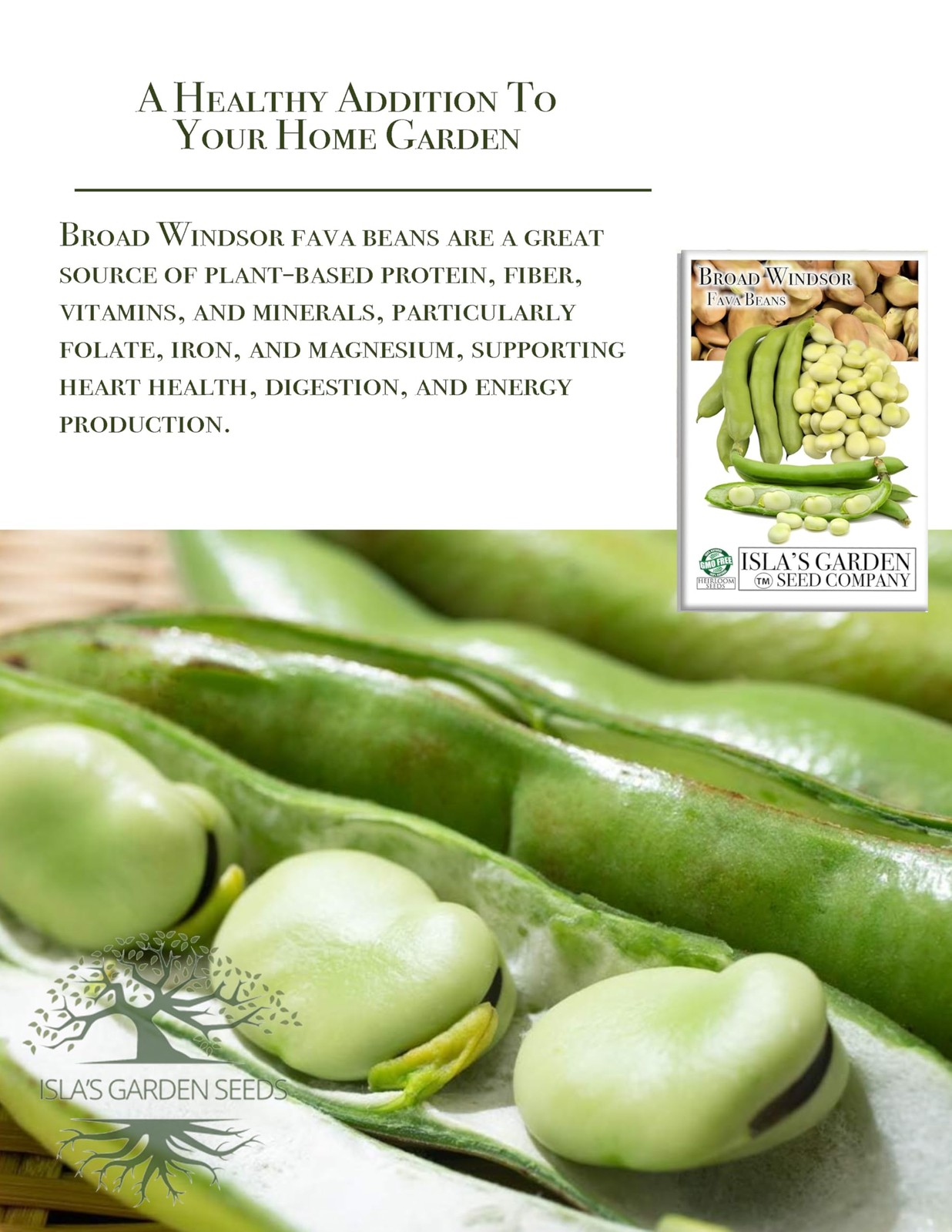“Broad Windsor” Fava Bean Seeds for Planting, 25 Heirloom 25 seeds, Green