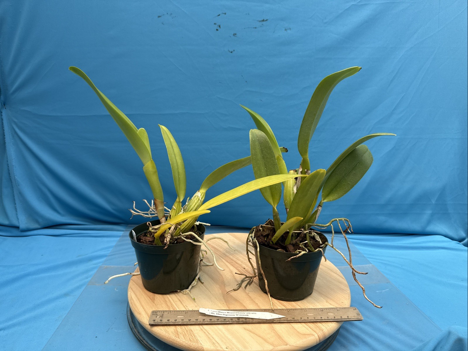 Cattleya Sierra Blanca ‘Mt Whitney’ X Rlc Ellen Degeneres NBS Orchid Eros 5” Pt