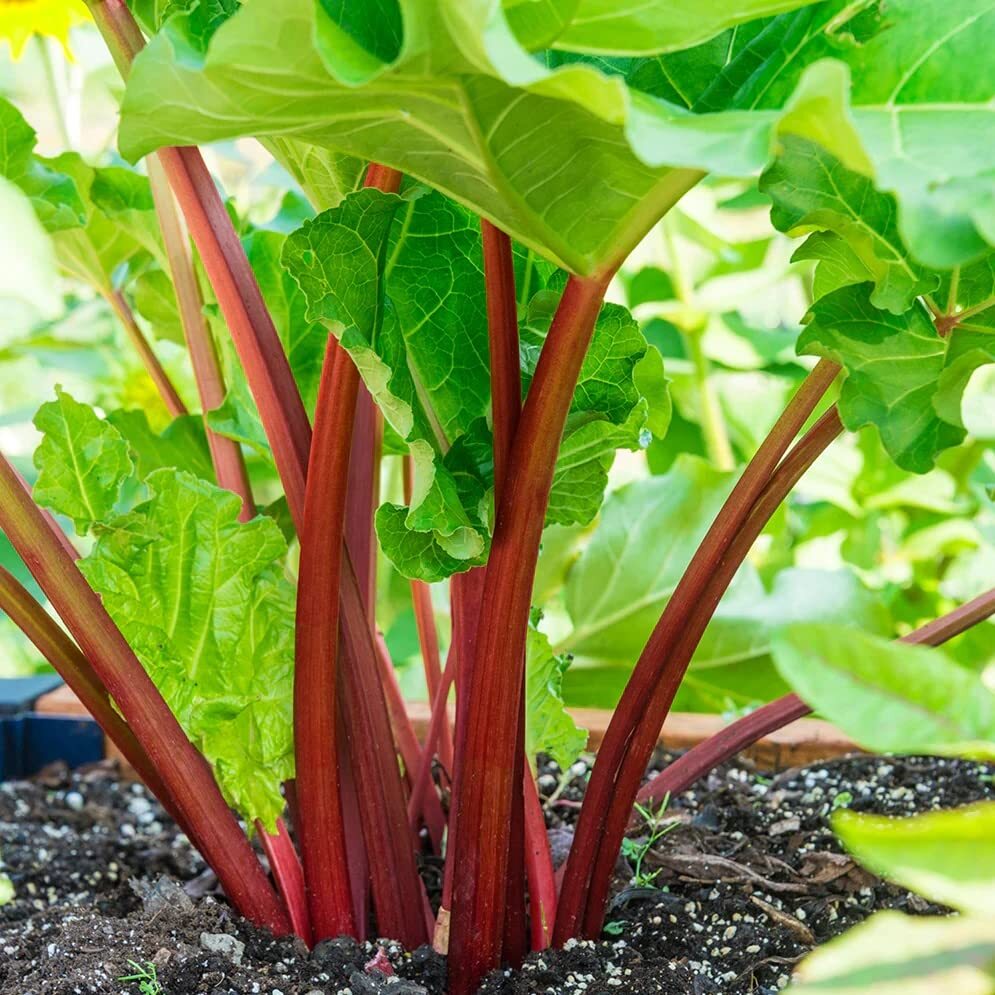 Votaniki XXL Victoria Rhubarb Crown – Perennial, High Yielding Rhubarb Crown Re