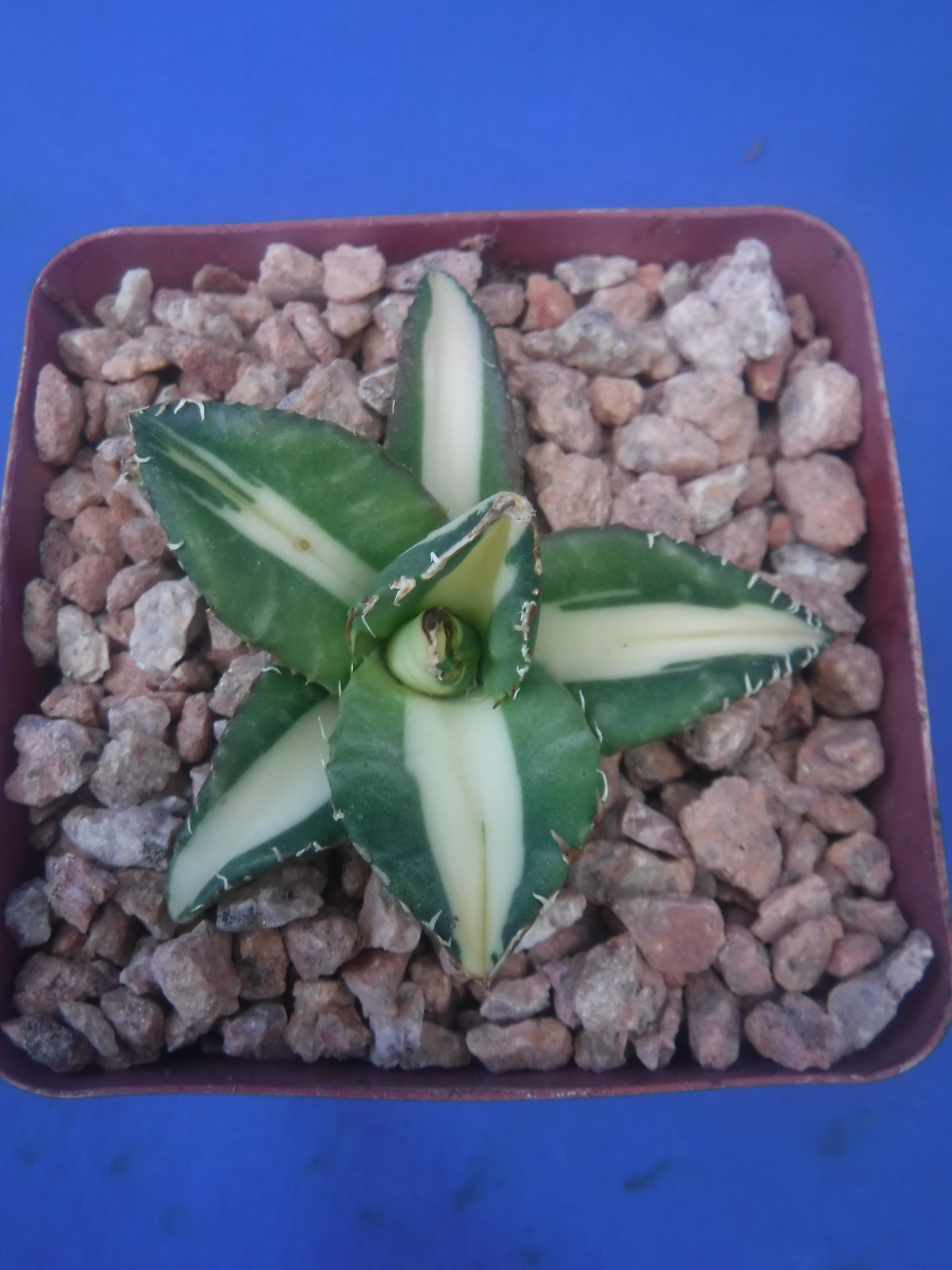 Agave titanota “Sabertooth Tiger” Cousin of “Snaggle Tooth” VARIEGATED 2″-3″ Wd