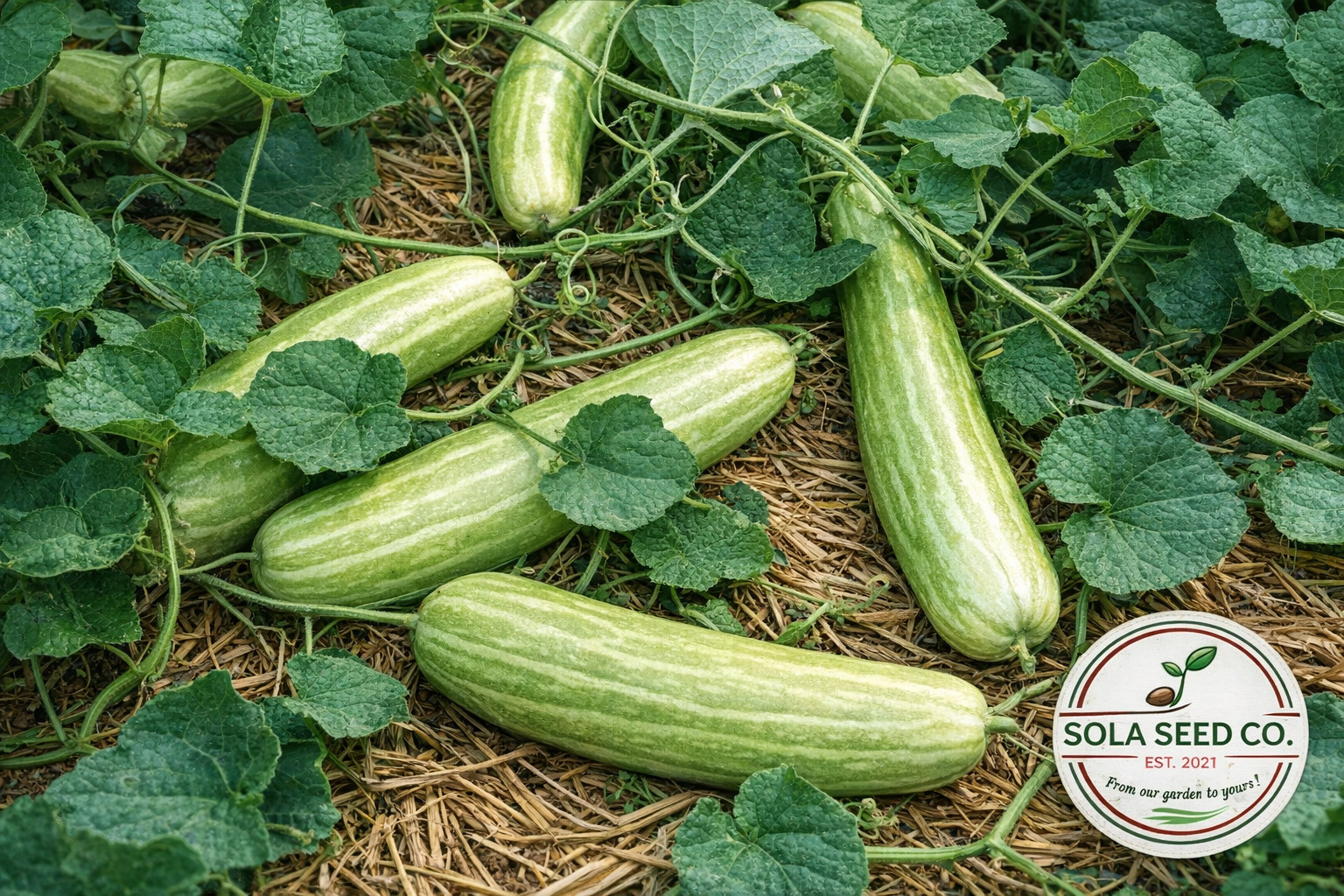 10 Rare Katsura Giant Pickling Melon Seeds- Japanese Heirloom-Cucumis melo-USA