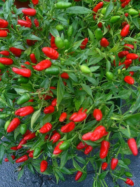 More than 30 Organic Thai Tiny Hot Pepper Seeds – Free shipping