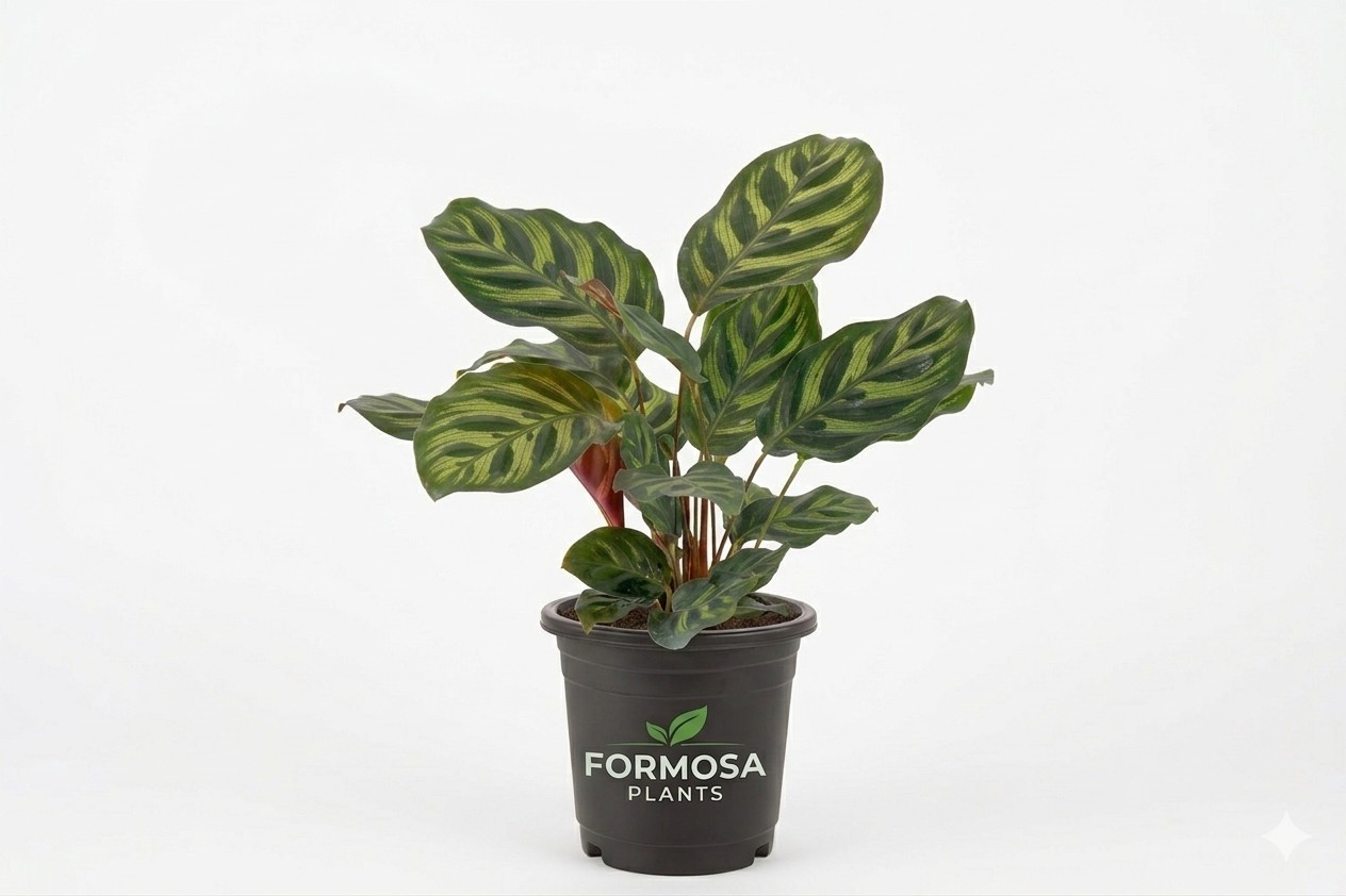 Peacock Plant – 1 Live Plant in a 4 Inch Pot – Calathea Makoyana