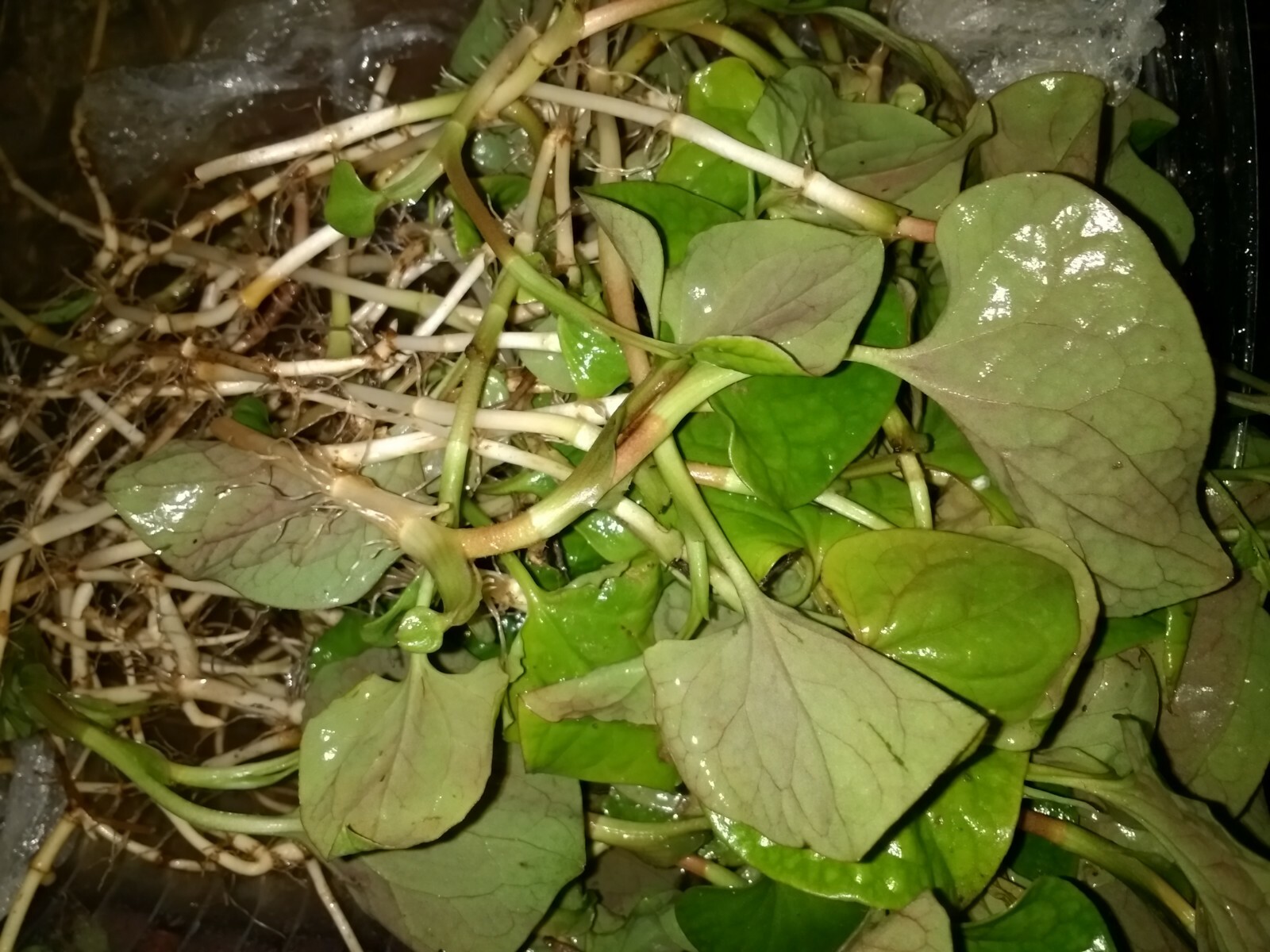 Fish mint Approx 60 Count, Bare roots & Size Varies Shipment July 2025