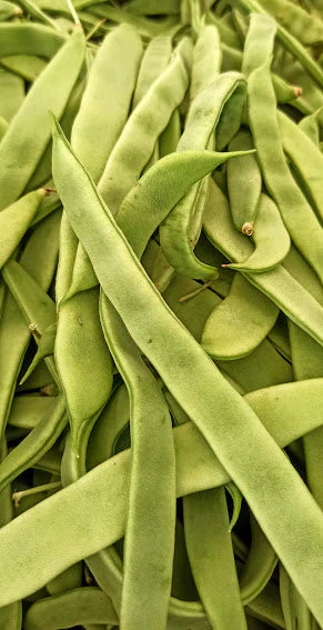 White Half Runner Bean (Pole) Seeds – For 2025 Planting Early Mountaineer Pole