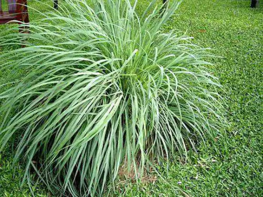 Lemongrass Plant Aromatic – Rooted Starter Plant – Perennial ‘Citrus’ Grass