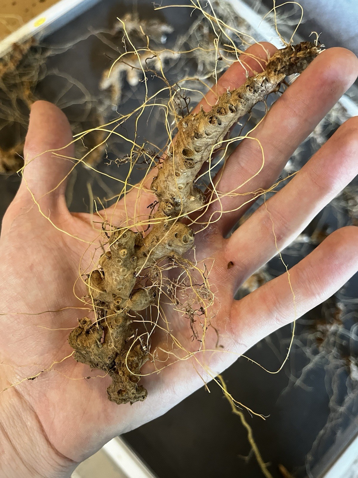 10 Wild Yam Root Bare Live Roots (Dioscorea villosa) Native Wildflower