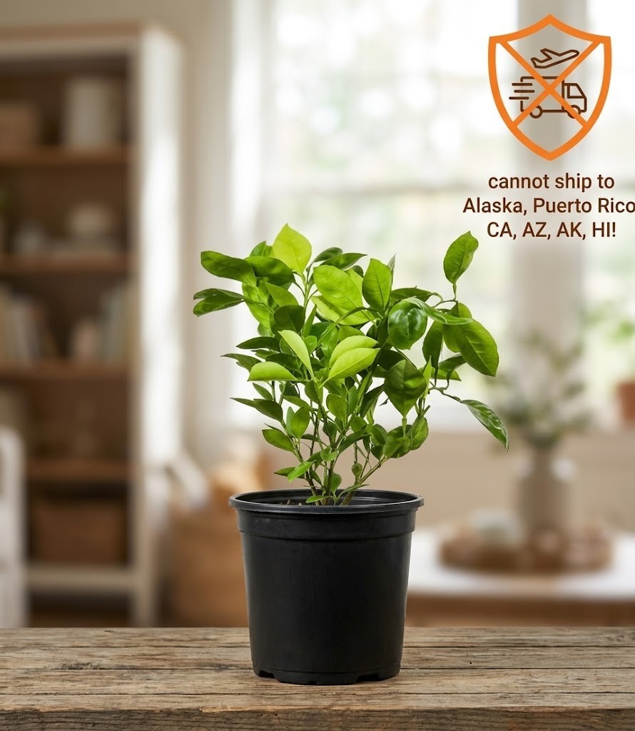 Valencia Orange Tree Citrus Sinensis Live Plant 1Gal Pot Sweet Juicing Fruit Tre