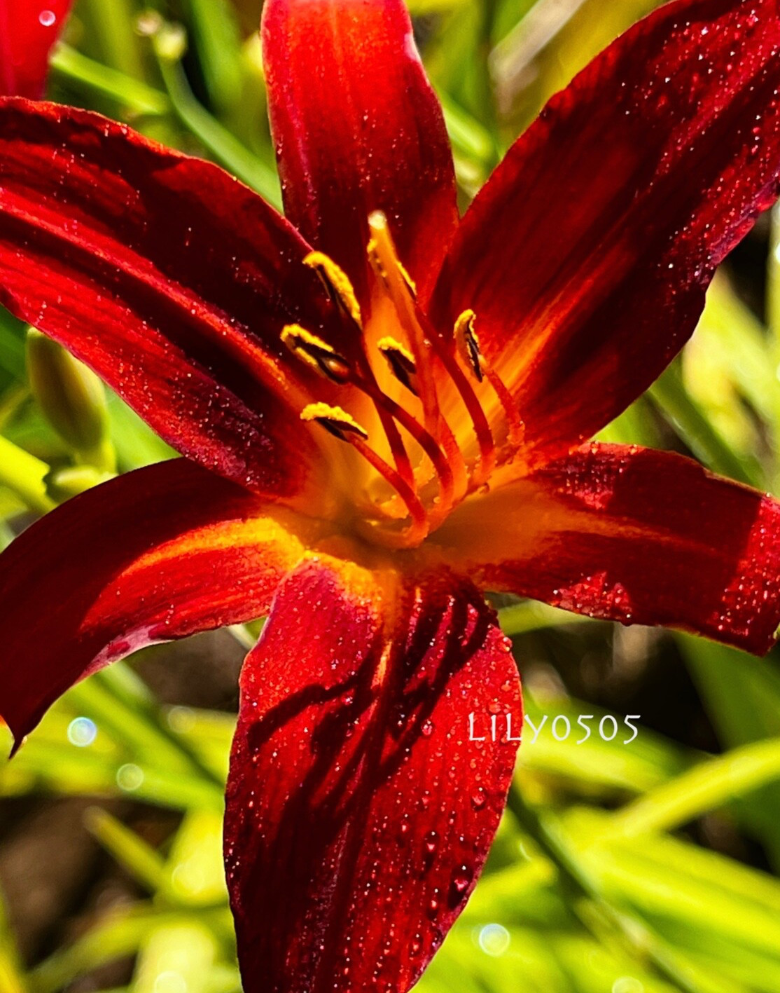 5 Daylily Perennial Mature Plant Divisions Drought Cold tolerant Waterlogged